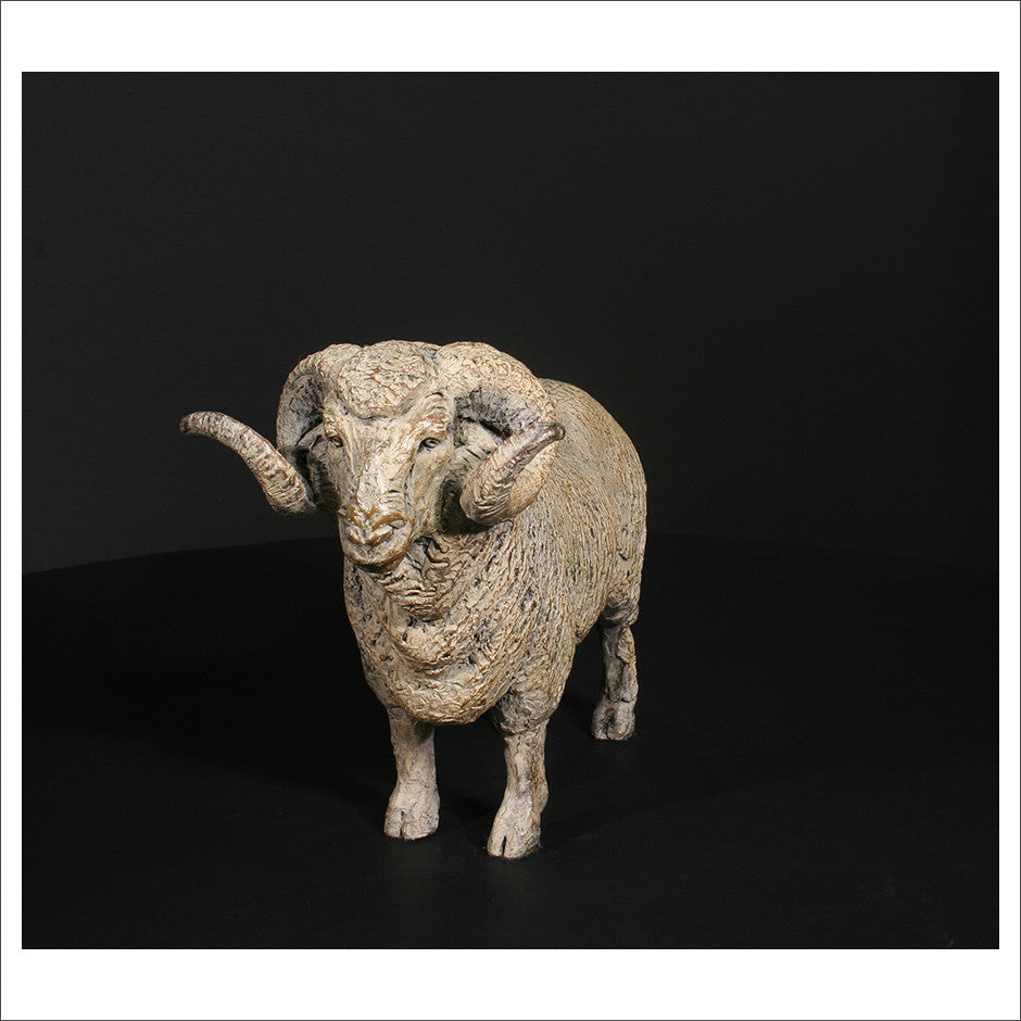 Merino Ram