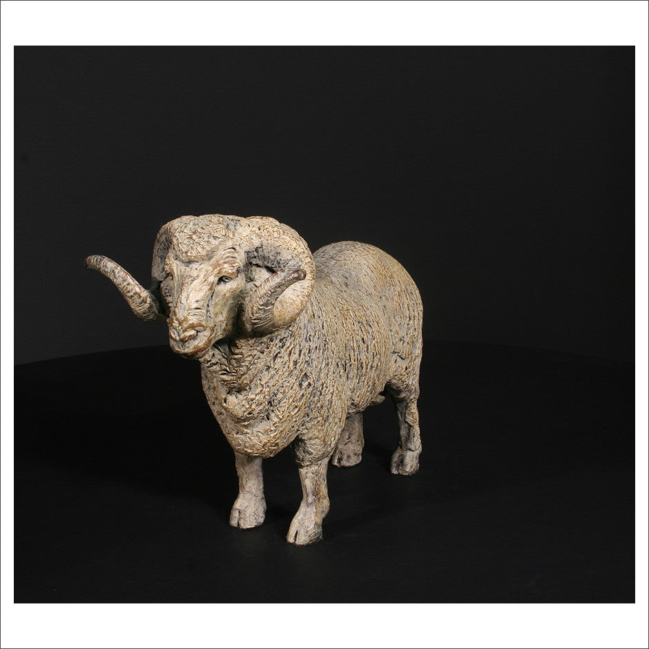 Merino Ram