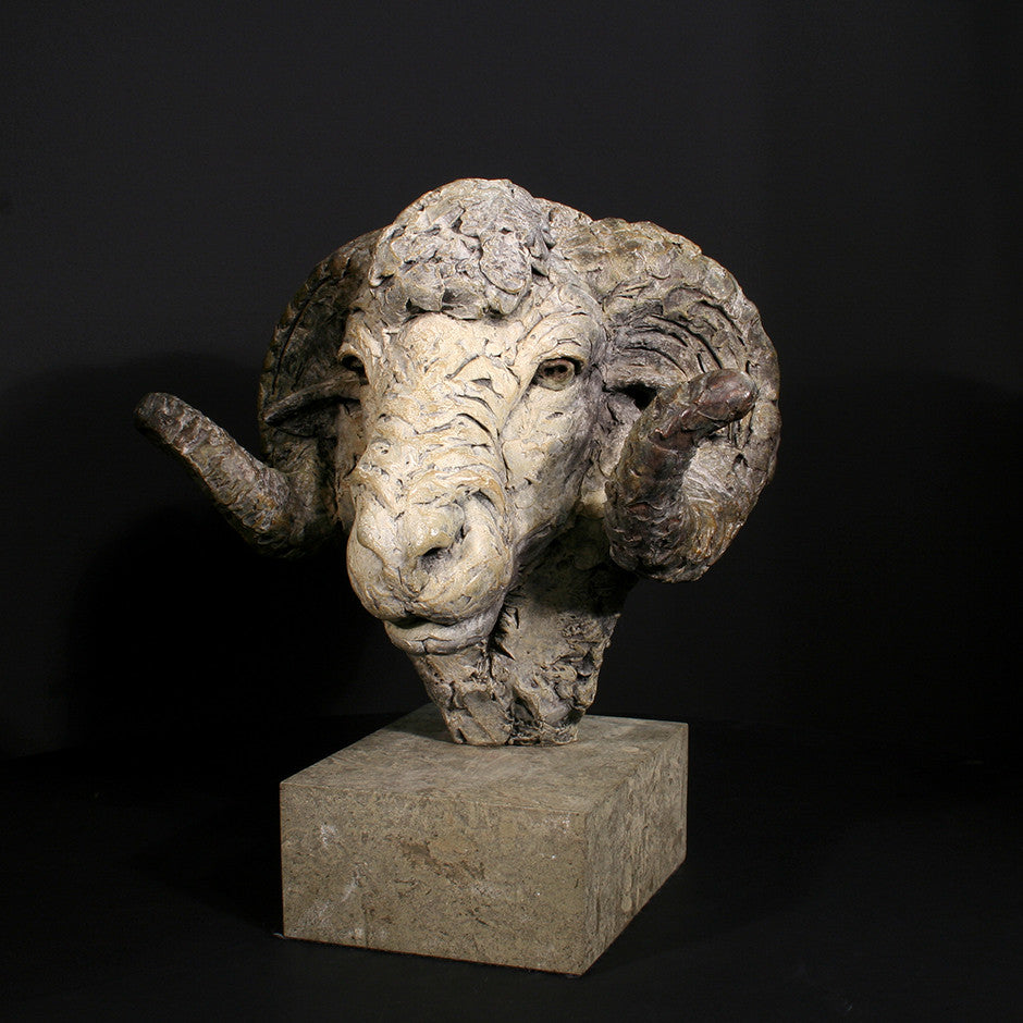 Merino Ram Head