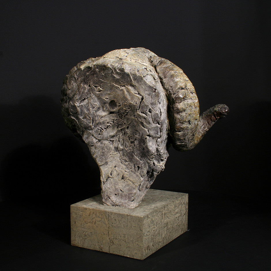 Merino Ram Head