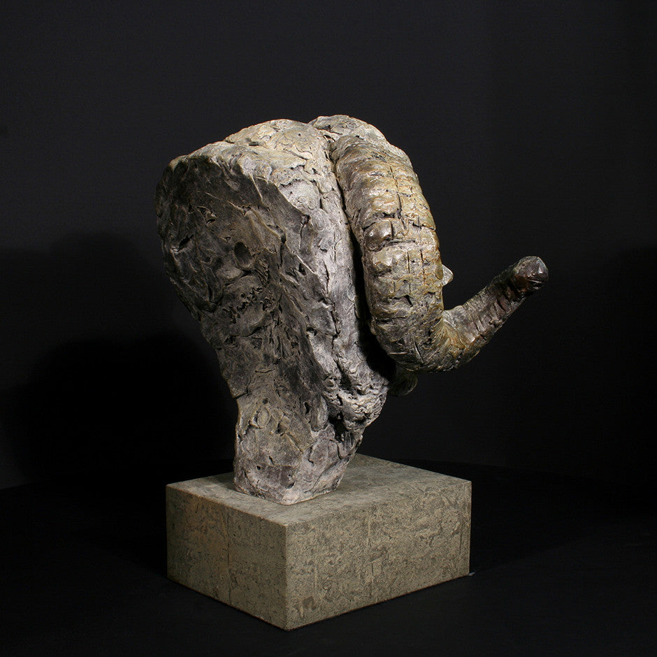 Merino Ram Head