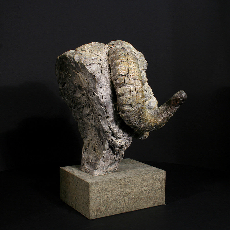 Merino Ram Head