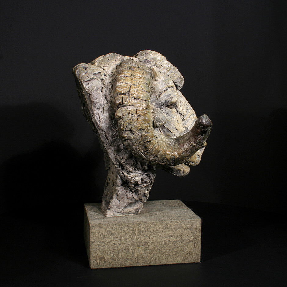 Merino Ram Head