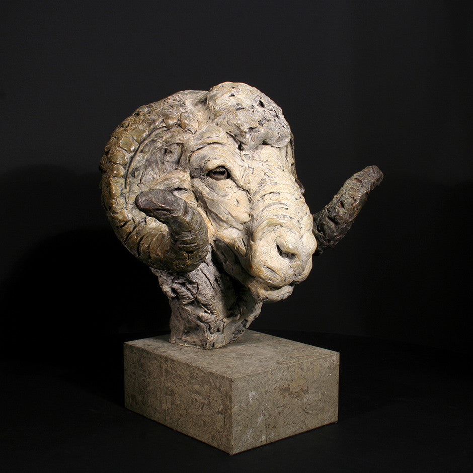 Merino Ram Head