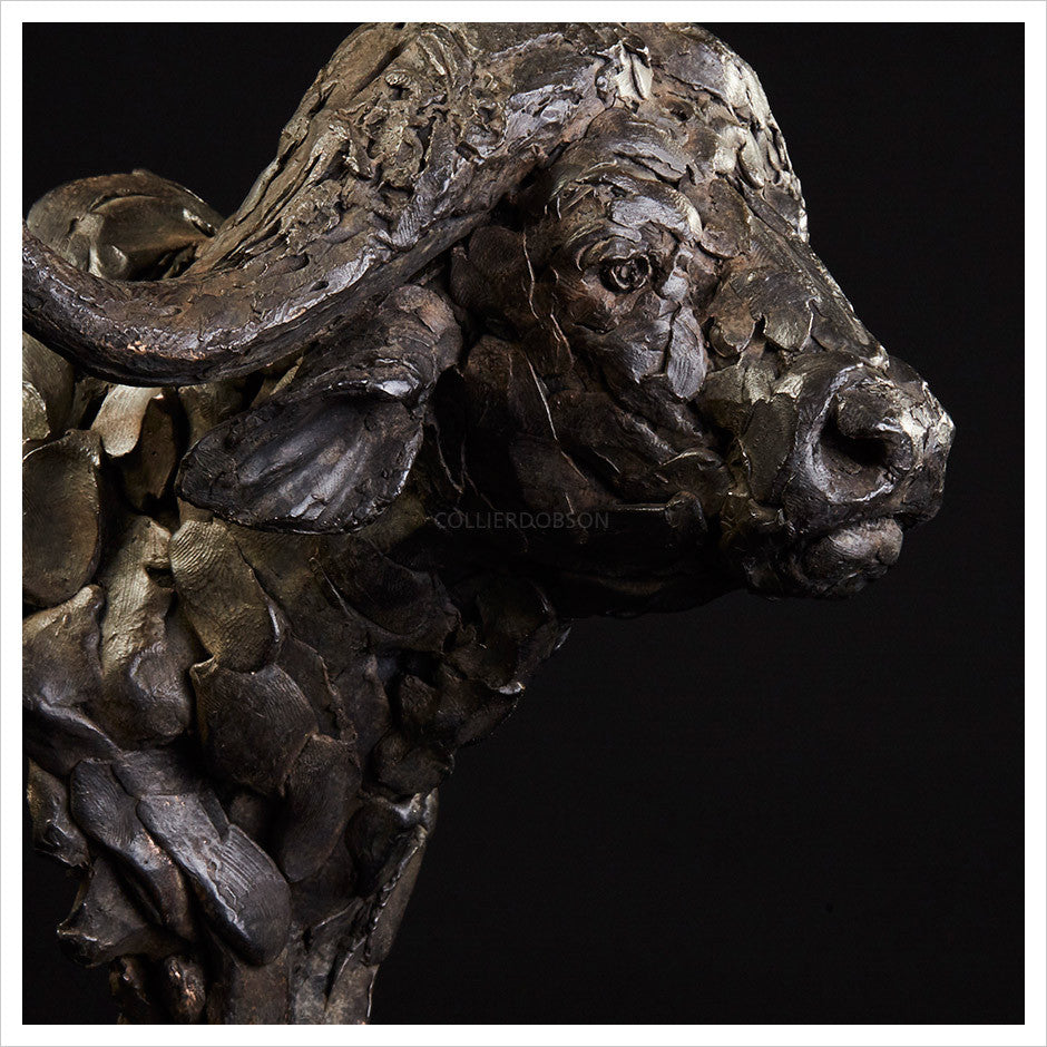 Cape Buffalo Head Study by Hamish Mackie