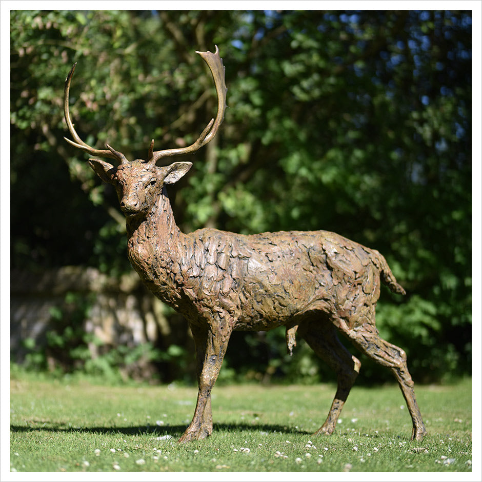 Fallow Buck Standing Alert by Hamish Mackie
