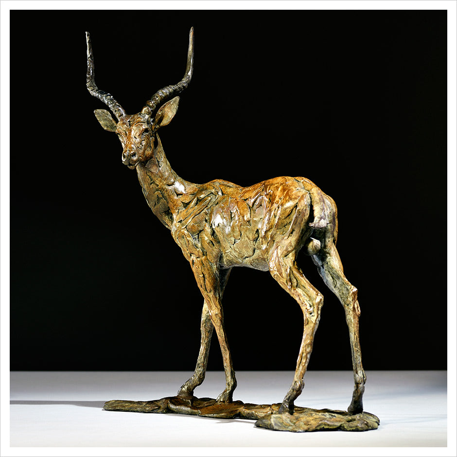 Impala by Hamish Mackie