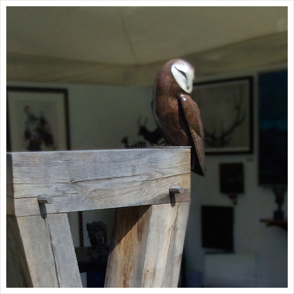Barn Owl by Simon Gudgeon