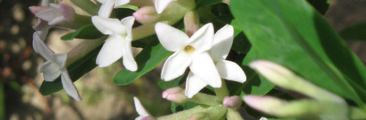 Can Smells Change Your Mood?