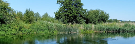 Things to do in the New Forest & Hampshire this Summer