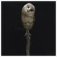 Barn Owl on Burnt Post by Adam Binder