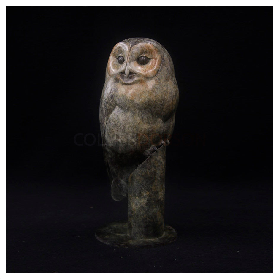 Tawny Owlet by Adam Binder
