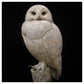 Snowy Owl by Adam Binder