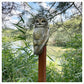 Tawny Owl on a Post by Adam Binder