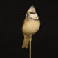 Adam Binder Bronze Crested Tit