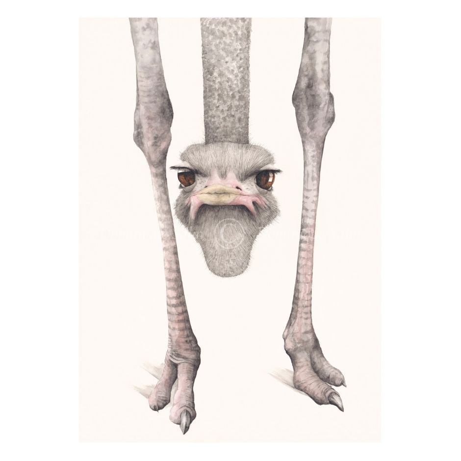 Illustration of an ostrich with a humorous perspective, showing only its head and legs on a white background.