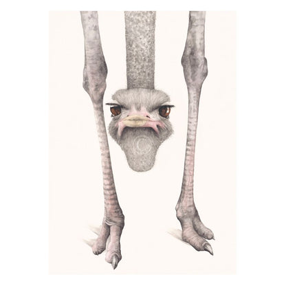 Illustration of an ostrich with a humorous perspective, showing only its head and legs on a white background.
