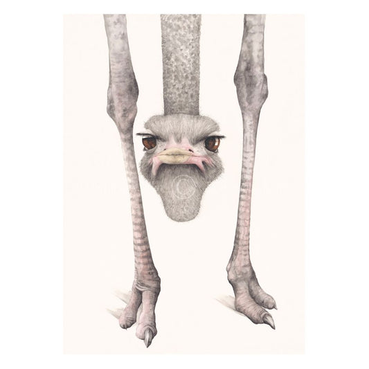 Illustration of an ostrich with a humorous perspective, showing only its head and legs on a white background.