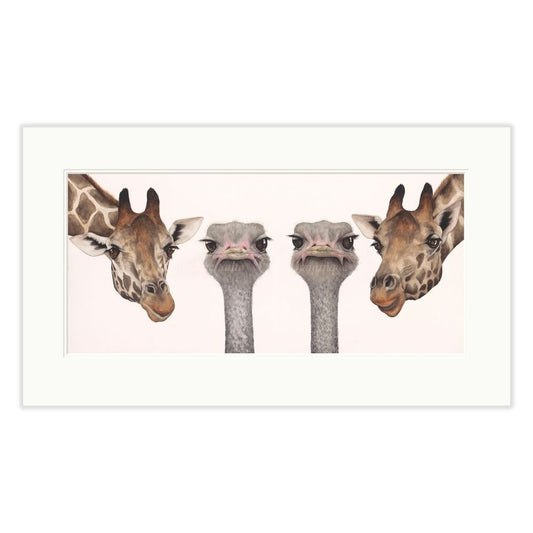 Two giraffes and two ostriches with their heads close together on a white background