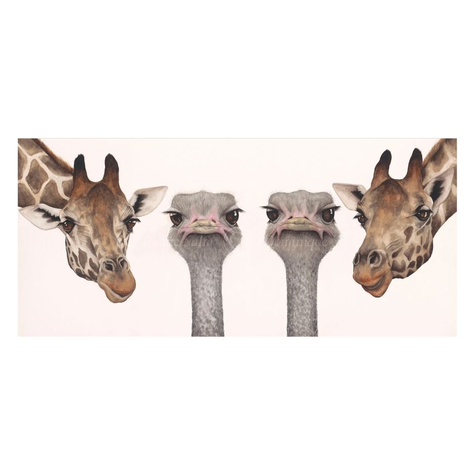 Two giraffes and two ostriches with a plain background