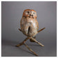Little Owl by Fred Gordon