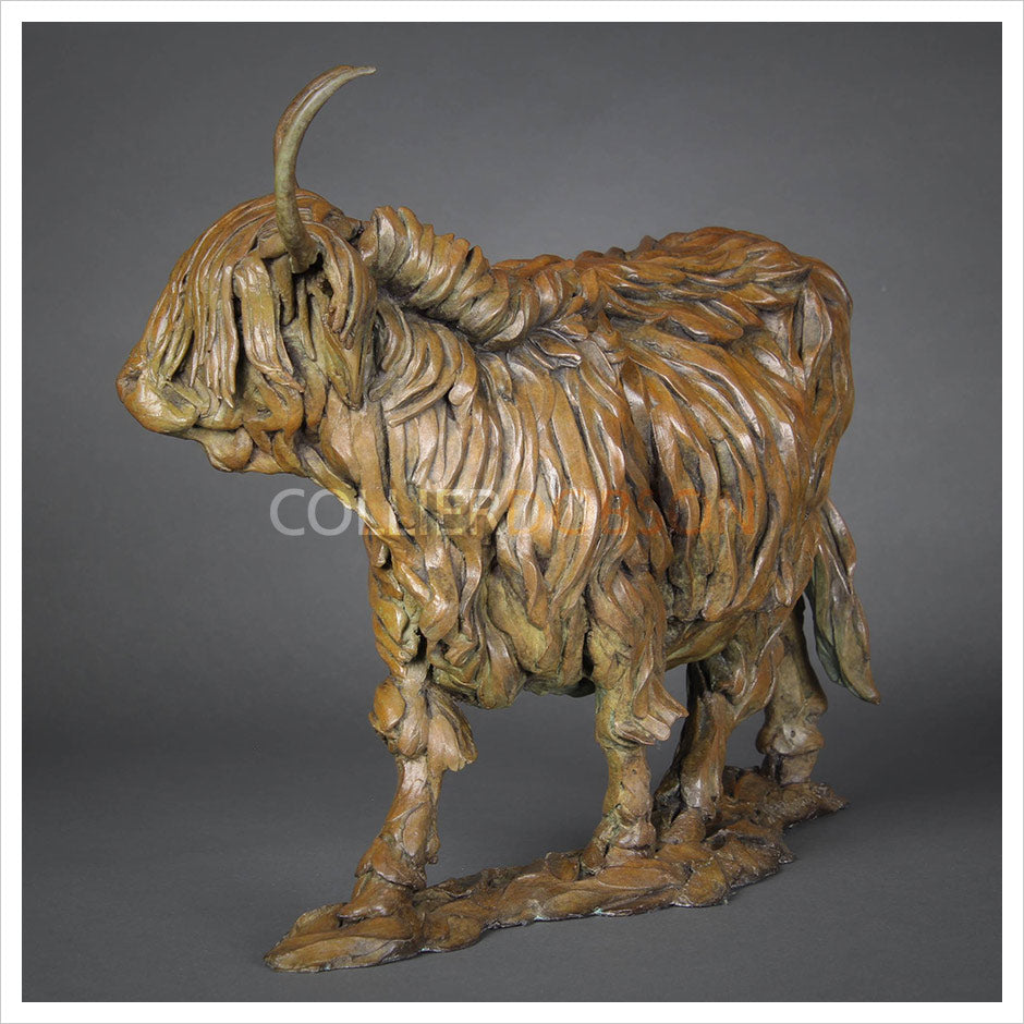 Highland Cow by William Montgomery