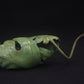 Adam Binder bronze toad