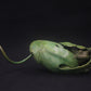 Adam Binder Bronze toad sculpture
