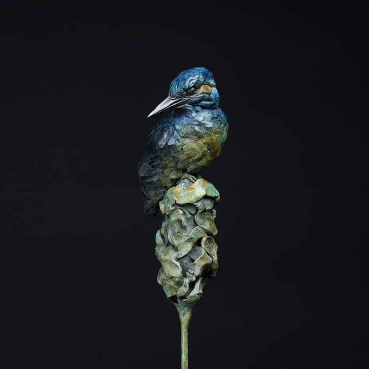 Blue kingfisher perched on a branch against a black background