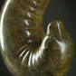 Bronze sculpture of a seal with a dark background