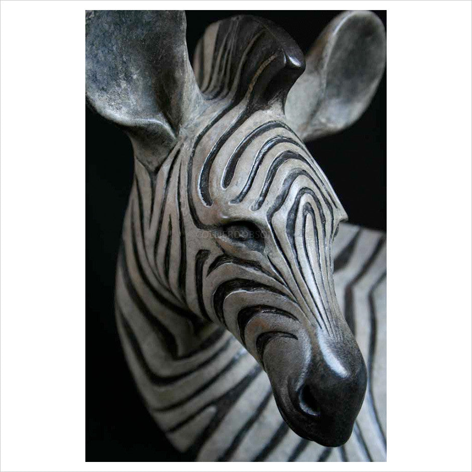 Zebra Foal by Adam Binder