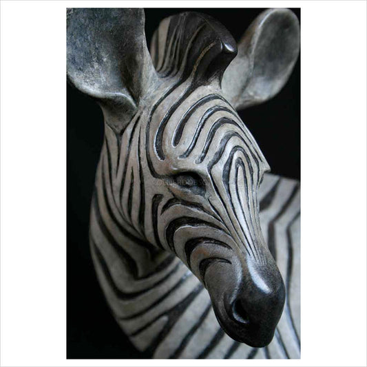 Zebra Foal by Adam Binder