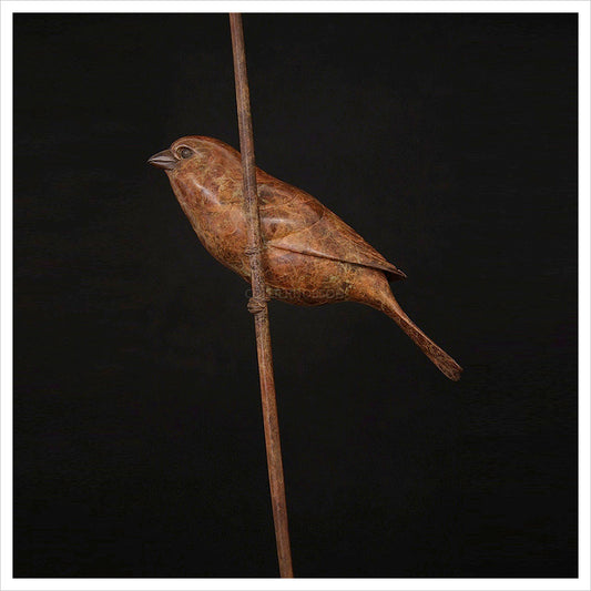 Sparrow on Stem by Adam Binder