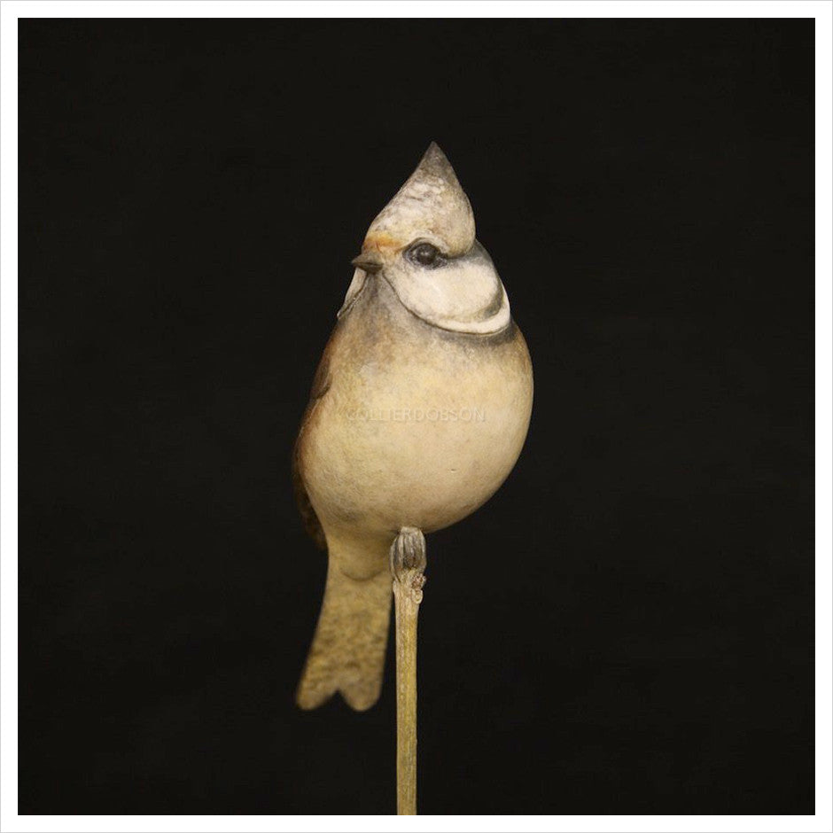 Crested Tit by Adam Binder
