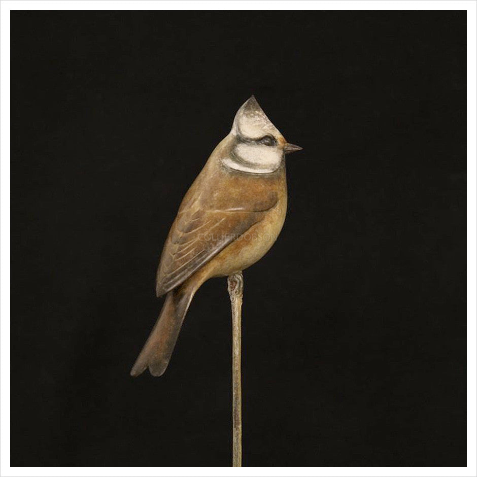 Crested Tit by Adam Binder