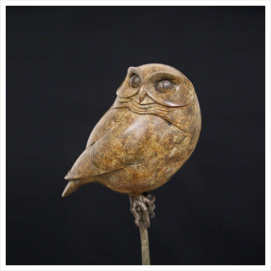Little Owl III by Adam Binder