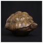 Tortoise II by Adam binder