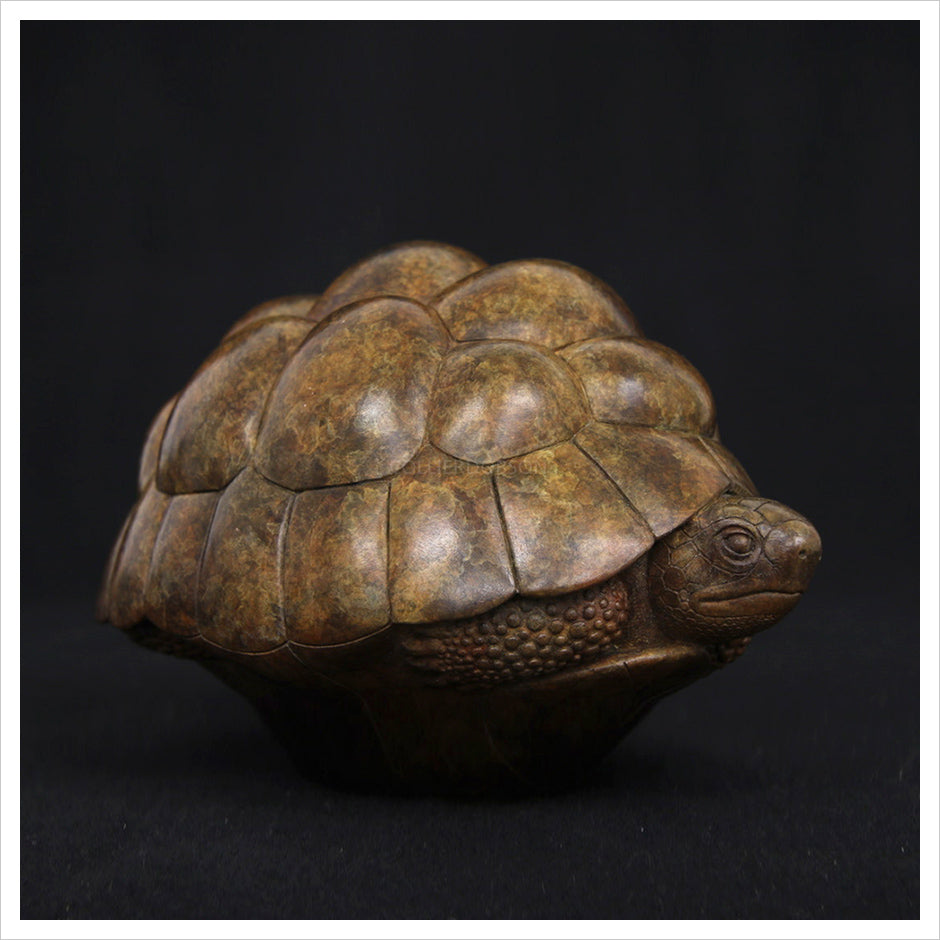 Tortoise II by Adam binder