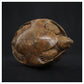 Tortoise II by Adam binder