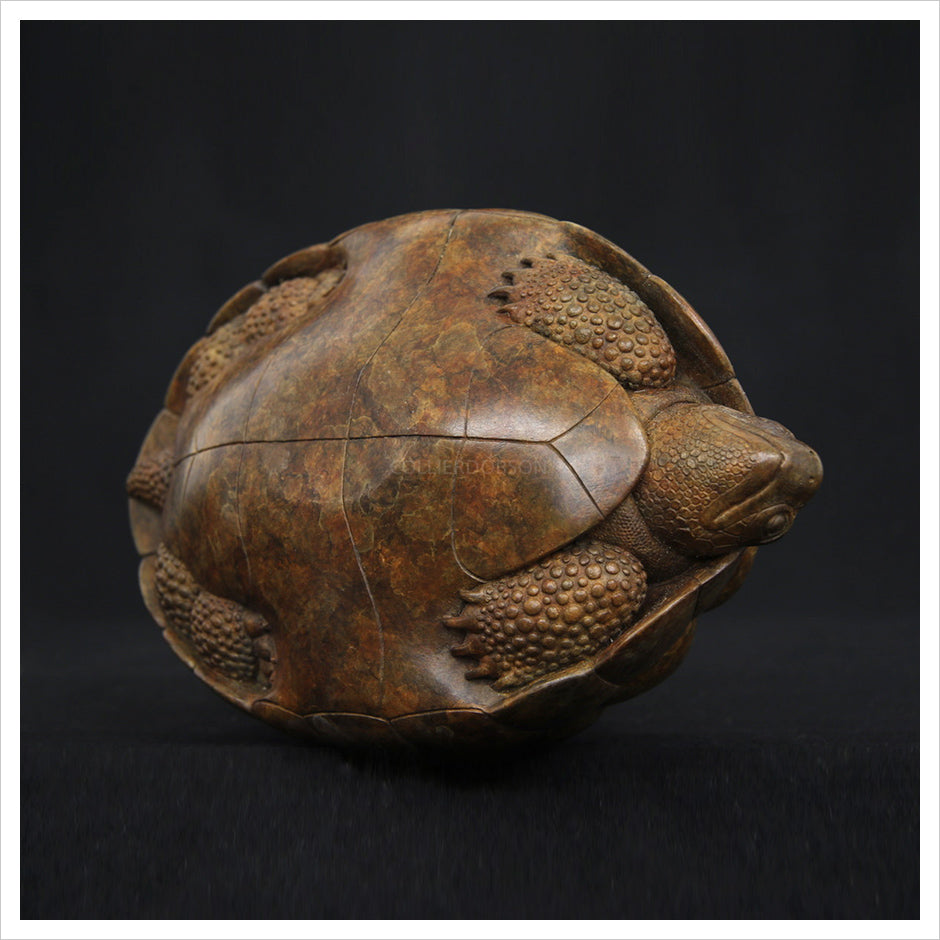 Tortoise II by Adam binder