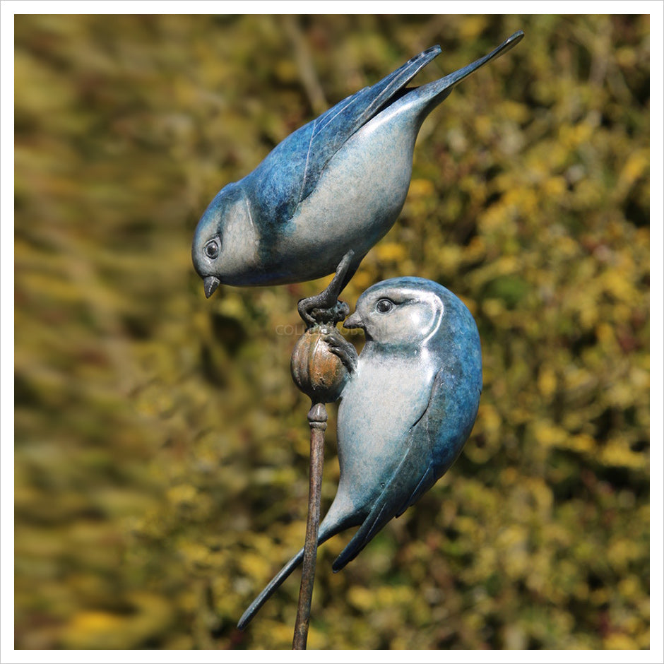 Two Bluetits by Adam Binder