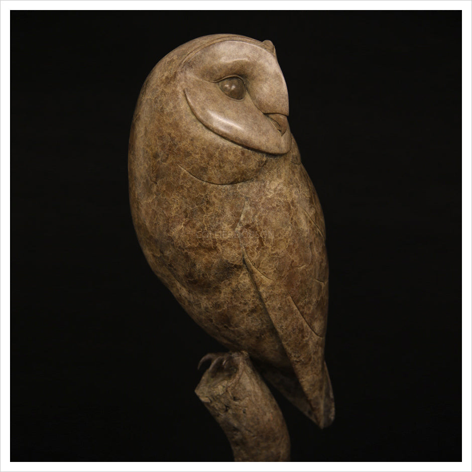 Barn Owl II by Adam Binder