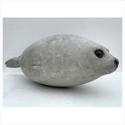 Harp Seal Pup