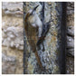 Tree Creeper Plaque by Adam Binder