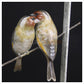 Goldfinches in a Frame by Adam Binder