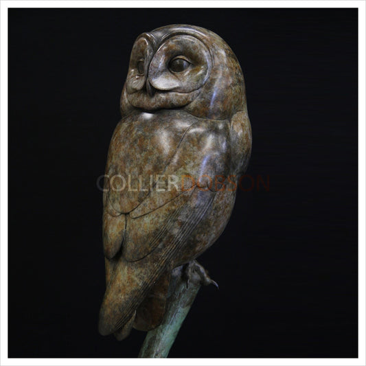 Tawny Owl II by Adam Binder