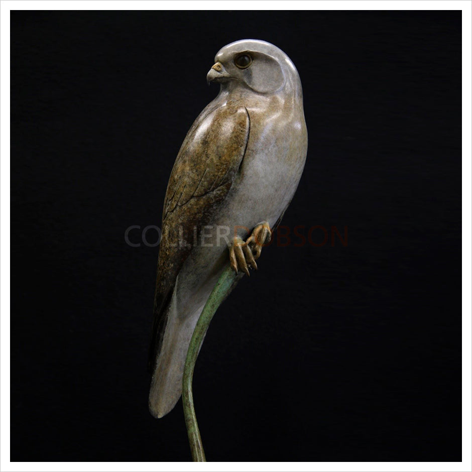 Kestrel by Adam Binder