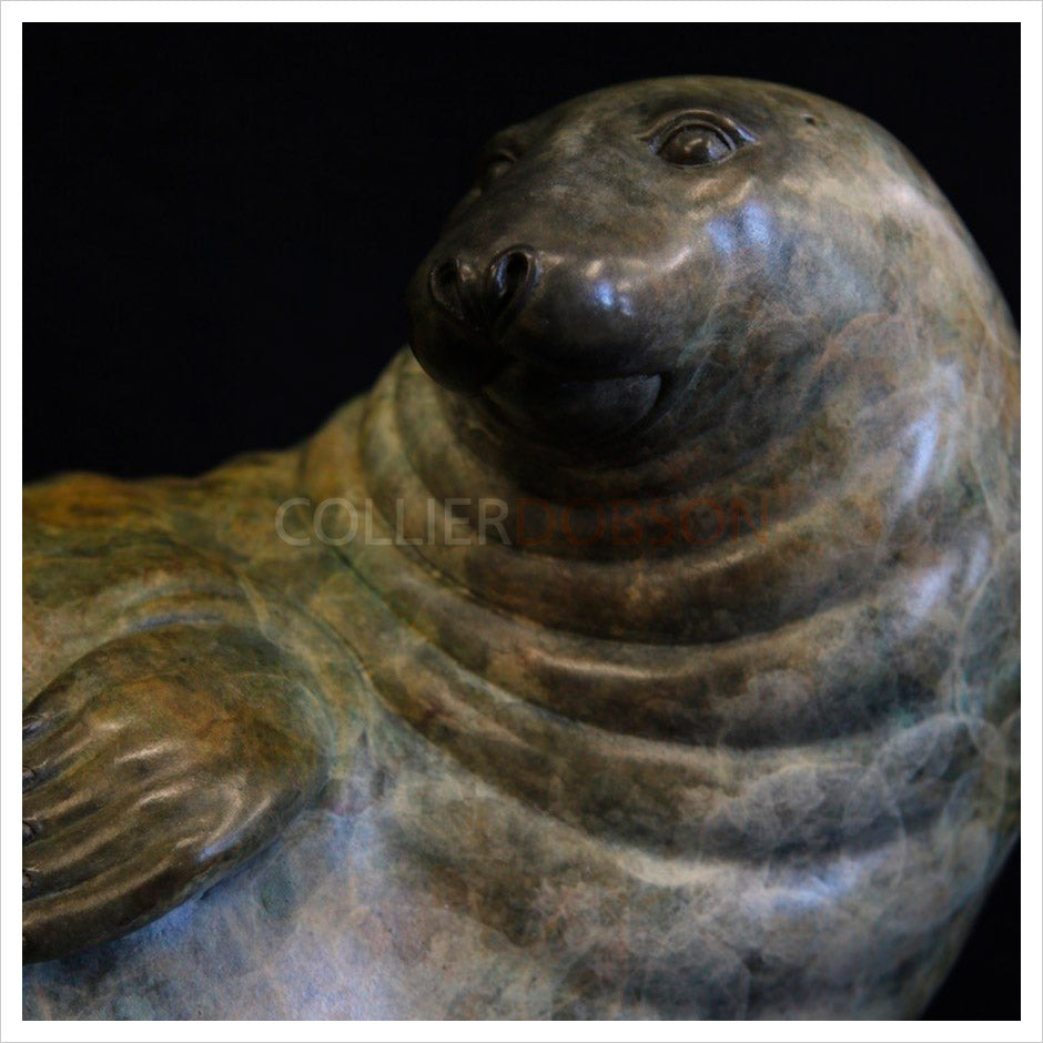 Grey Seal by Adam Binder