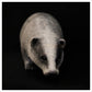 Badger by Adam Binder