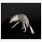 Arctic Wolf